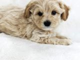 Erkek Ve Dişi Maltipoo Yavrularım