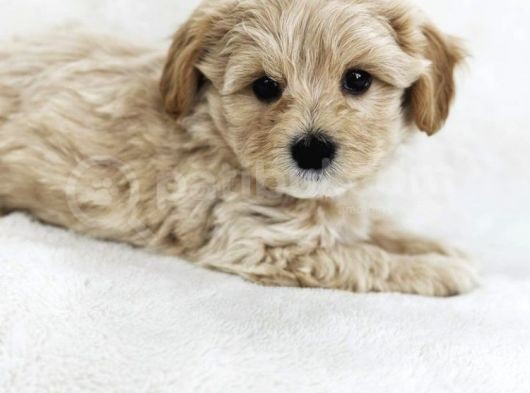 Erkek Ve Dişi Maltipoo Yavrularım görsel