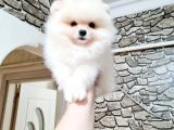 Orji̇nal Kar Beyaz Pomerani̇an Boo Yavrularimiz
