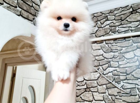 Orji̇nal Kar Beyaz Pomerani̇an Boo Yavrularimiz görsel