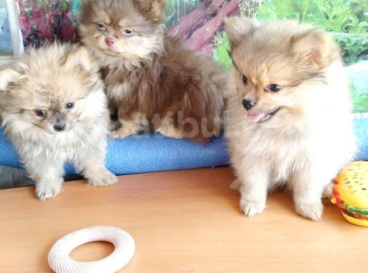 Anne Altından En Güzel Mini Pomeranian Yavrularımız görsel