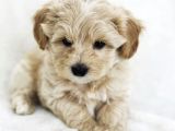 Erkek ve Dişi Maltipoo Yavrularım
