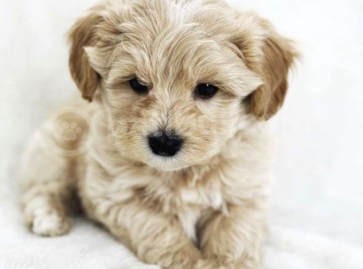 Erkek Ve Dişi Maltipoo Yavrularım