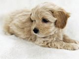 Erkek Ve Dişi Maltipoo Yavrularım