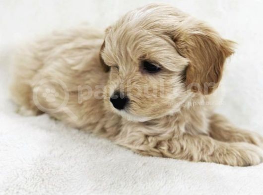Erkek Ve Dişi Maltipoo Yavrularım görsel