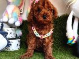 Her evde bir toy poodle
