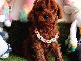 Her Evde Bir Toy Poodle