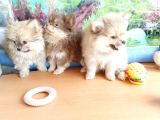 Anne altından en güzel mini pomeranian yavrularımız