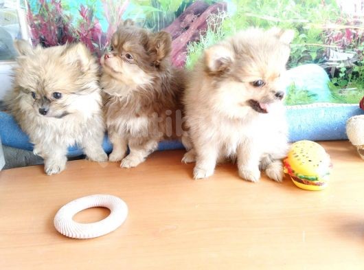 Anne Altından En Güzel Mini Pomeranian Yavrularımız