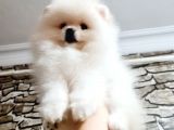 ORJİNAL KAR BEYAZ POMERANİAN BOO YAVRULARIMIZ