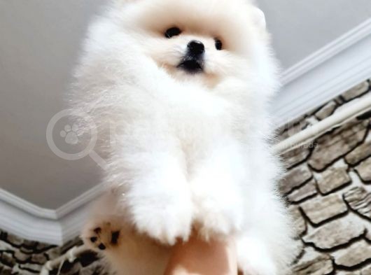 Orji̇nal Kar Beyaz Pomerani̇an Boo Yavrularimiz görsel