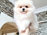 Orji̇nal Kar Beyaz Pomerani̇an Boo Yavrularimiz