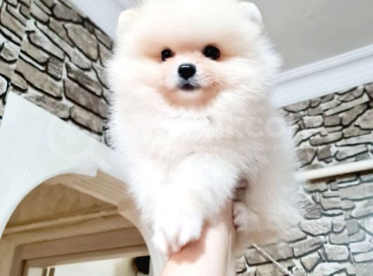 Orji̇nal Kar Beyaz Pomerani̇an Boo Yavrularimiz görsel