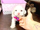 MALTESSE TERRİER  