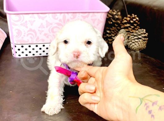 Maltesse Terri̇er  