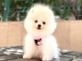 ÜST KALİTE POMERANIAN BOO YAVRULARI