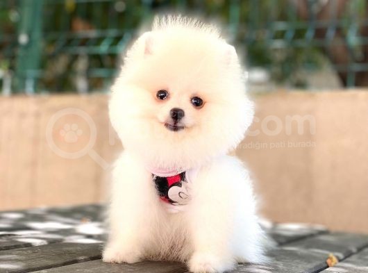 Üst Kali̇te Pomeranian Boo Yavrulari