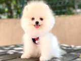 Üst Kali̇te Pomeranian Boo Yavrulari