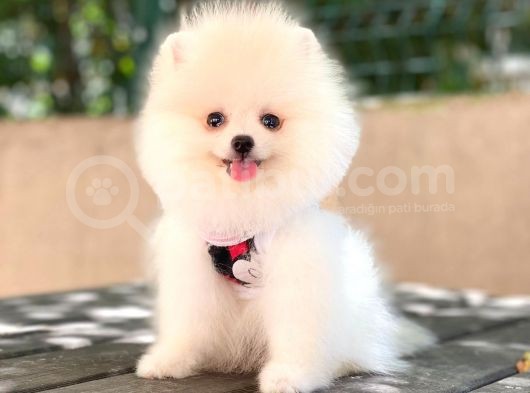 Üst Kali̇te Pomeranian Boo Yavrulari görsel