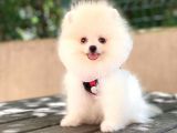 Üst Kali̇te Pomeranian Boo Yavrulari
