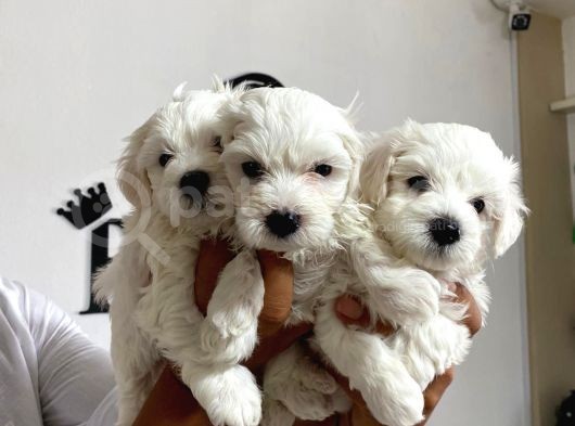 Mükemmel Kalitede Maltese Bebekler Için Acele Edin görsel