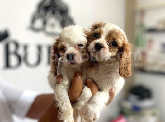 Mükemmel Kalitede Cavalier Bebekler Için Acele Edin görsel