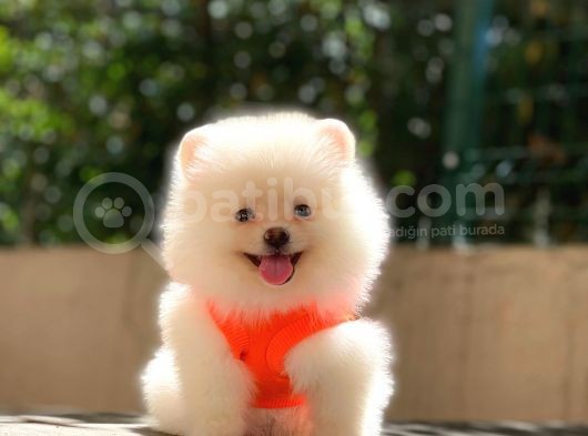 Üst Kali̇te Pomeranian Boo Yavrulari görsel
