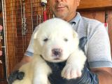 Mükemmel kalitede samoyed bebekler için acele edin