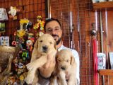 Bebek Yüzlü Golden A Kali̇te Irk