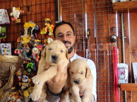 Bebek Yüzlü Golden A Kali̇te Irk görsel