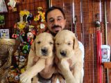 Bebek Yüzlü Golden A Kali̇te Irk