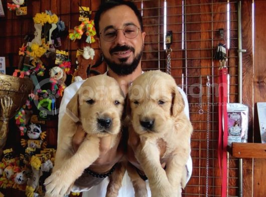 Bebek Yüzlü Golden A Kali̇te Irk görsel