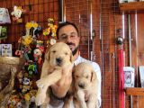 Bebek Yüzlü Golden A Kali̇te Irk