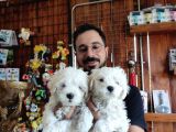 Bembeyaz Maltese Terri̇er 0 Numara