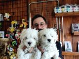 BEMBEYAZ MALTESE TERRİER 0 NUMARA