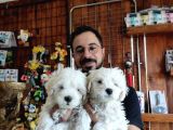 Bembeyaz Maltese Terri̇er 0 Numara