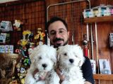 Bembeyaz Maltese Terri̇er 0 Numara
