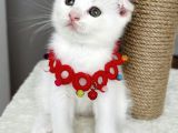 Dişi Kartopumuz  Scottish Fold Bebemiz