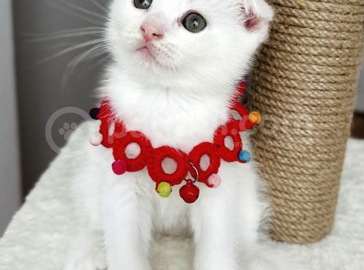 Dişi Kartopumuz  Scottish Fold Bebemiz görsel