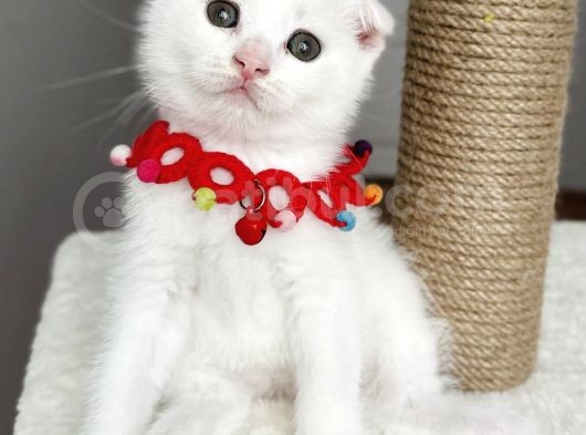 Dişi Kartopumuz  Scottish Fold Bebemiz görsel