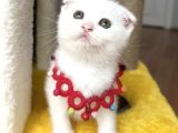 Dişi Kartopumuz  Scottish Fold Bebemiz