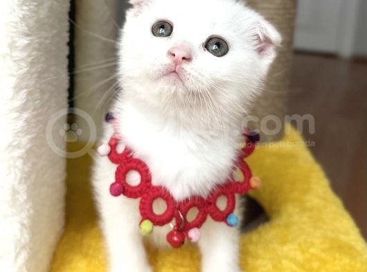 Dişi Kartopumuz  Scottish Fold Bebemiz görsel