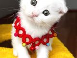 Dişi Kartopumuz  Scottish Fold Bebemiz