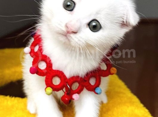 Dişi Kartopumuz  Scottish Fold Bebemiz