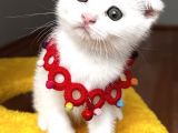 Dişi Kartopumuz  Scottish Fold Bebemiz