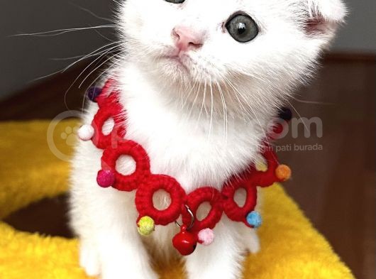 Dişi Kartopumuz  Scottish Fold Bebemiz görsel