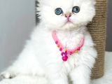 Dişi Chinchilla Pofuduk Dünya Güzeli Bebemiz