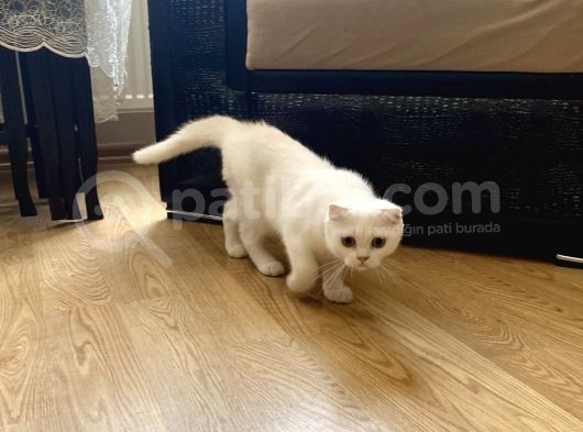 Fazla Yakışıklı Straight Oğlumuz görsel