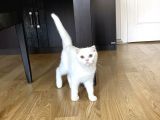 Fazla Yakışıklı Straight Oğlumuz