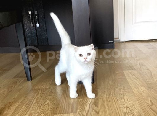 Fazla Yakışıklı Straight Oğlumuz görsel